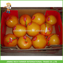 Melhor fornecedor chinês quente venda de frutas frescas mel pomelo